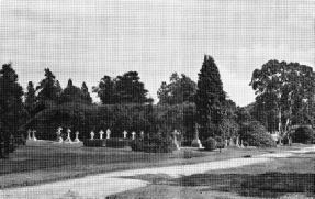 A typical rhododendron ‘island’ in Brookwood Cemetery