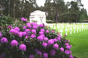 Rhododendrons at Brookwood Cemetery