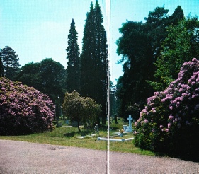 Rhododendrons at Brookwood