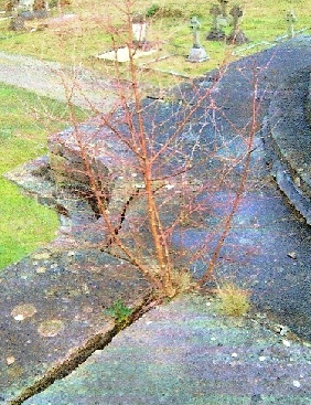 Vegetation forcing slabs apart on the roof of the Columbarium Brookwood Cemetery