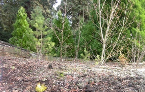 Saplings on the roof of the Drake amusoleum Brookwood Cemetery