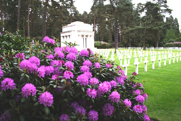 Rhododendrons at Brookwood Cemetery