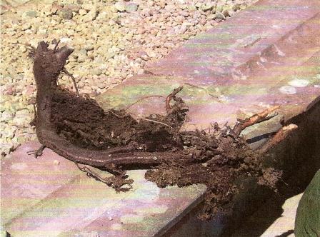 Large tree root removed from the roof of the Drake mausoleum Brookwood Cemetery